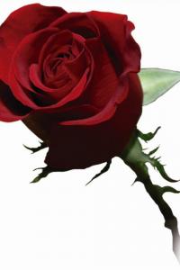 alessandro max vettori